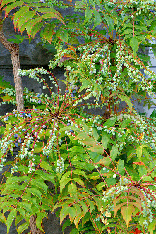 Mahonia japonica / Berberis japonica / Oregon葡萄冬青